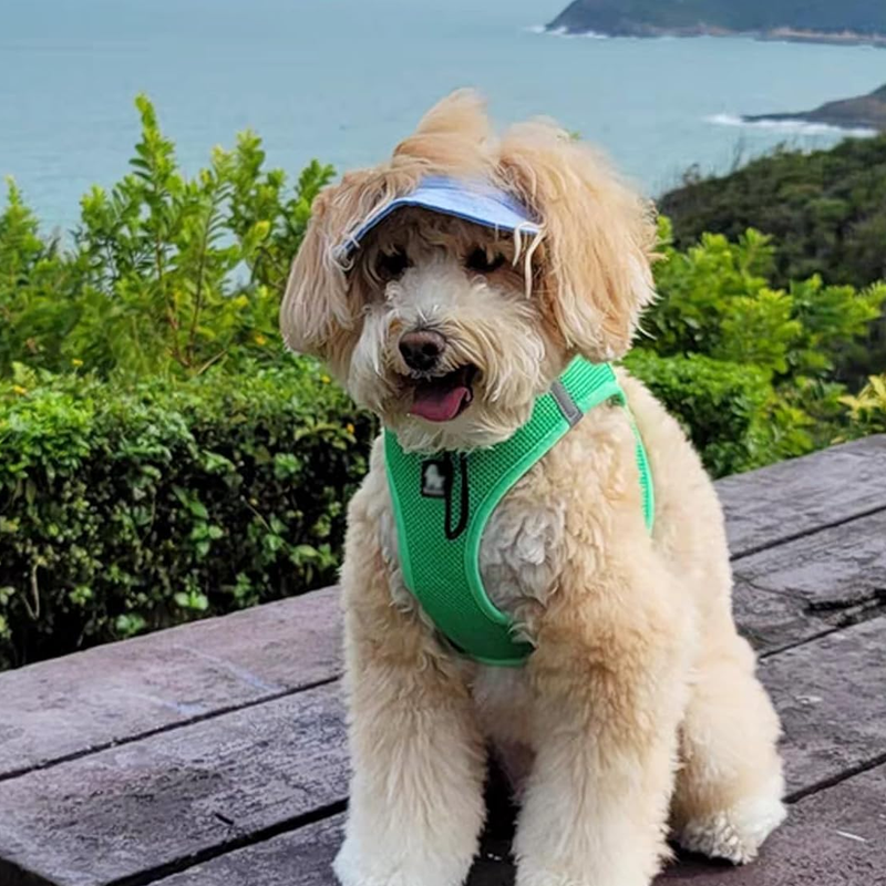 Outdoor Sun Protection Hood for Dogs