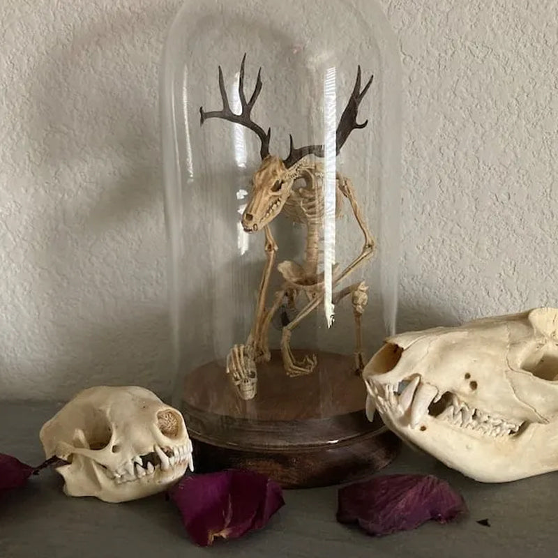 Skeleton Curiosity Cabinet